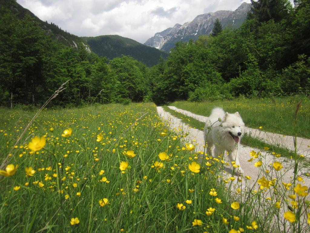 Bovec Home At Three Samoyeds Soča Extérieur photo