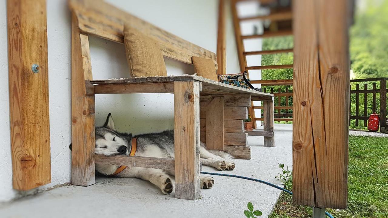 Bovec Home At Three Samoyeds Soča Extérieur photo